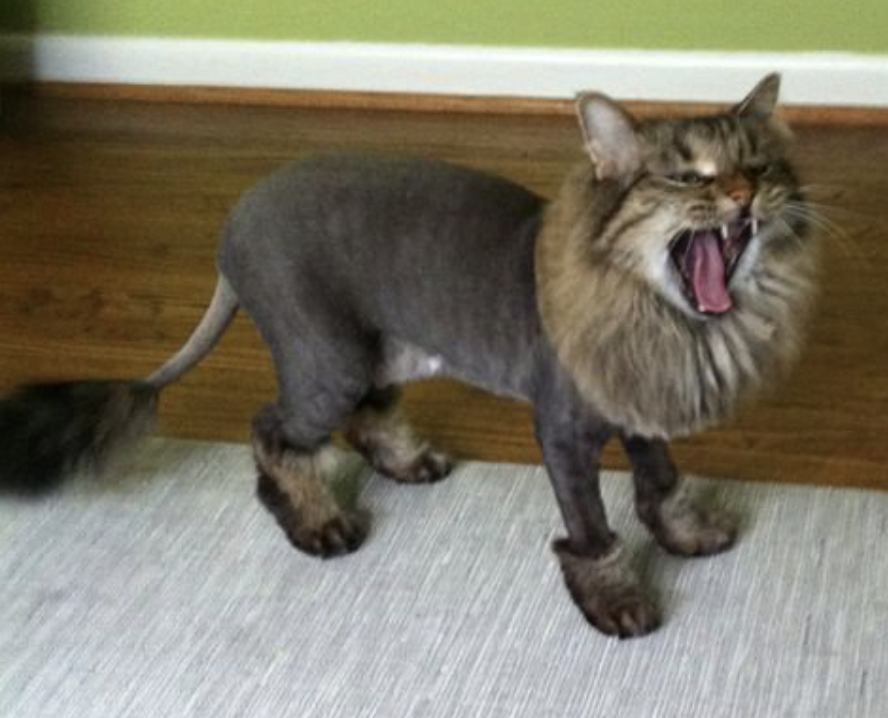 cats with lion cuts